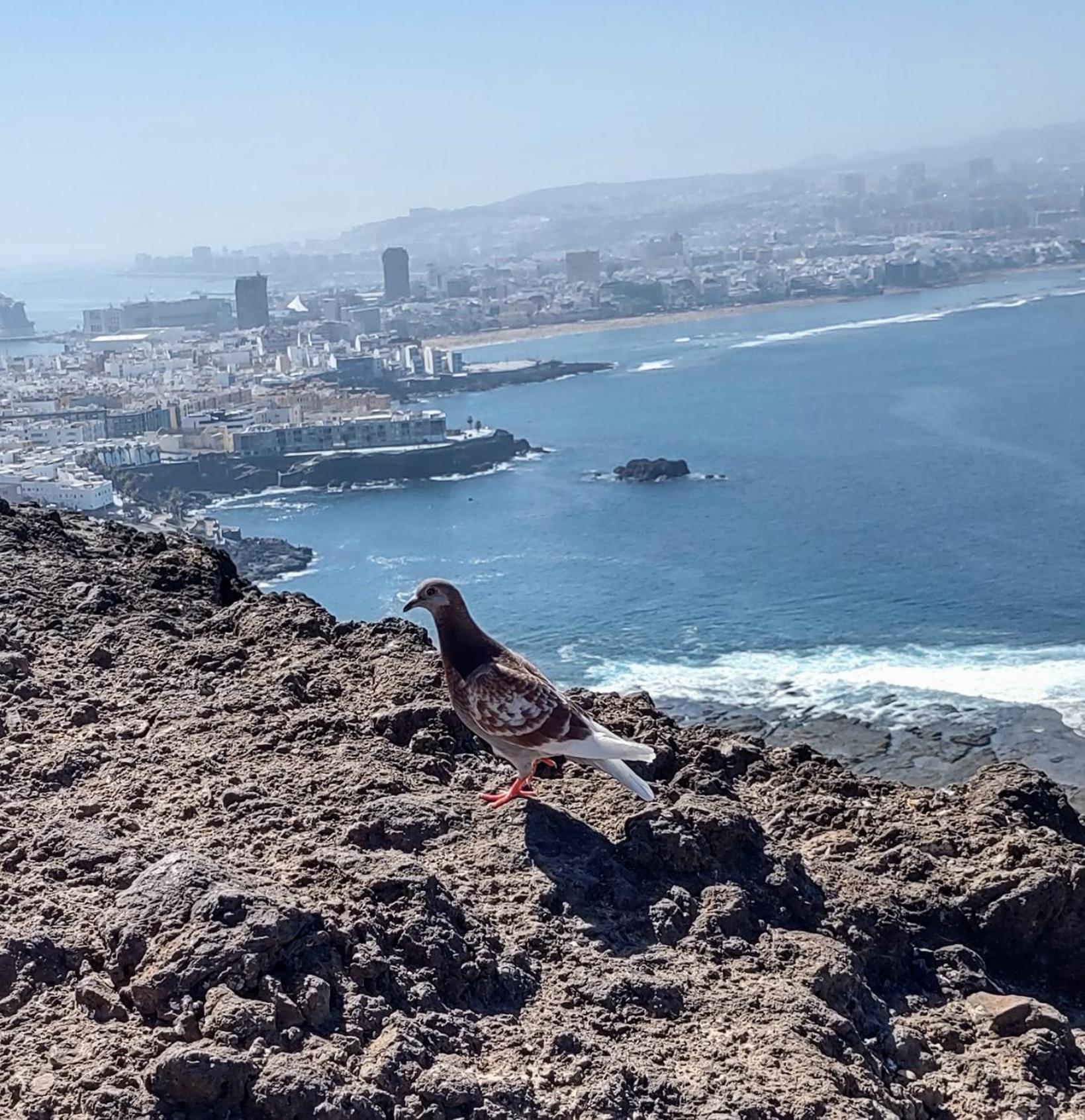 Bkd1 - Apartamento Entero A 50 Metros Playa De Las Canteras Las Palmas de Gran Canaria Eksteriør bilde